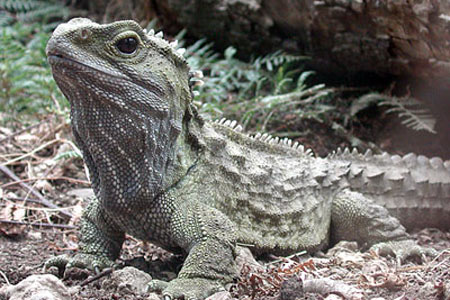 File:Tuatura.jpg