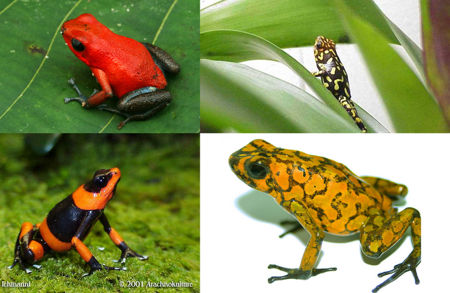 File:Oophaga.png