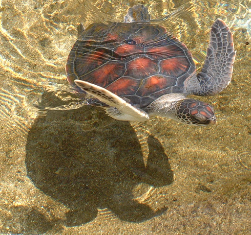 File:642px-Young Honu-Kahala.png