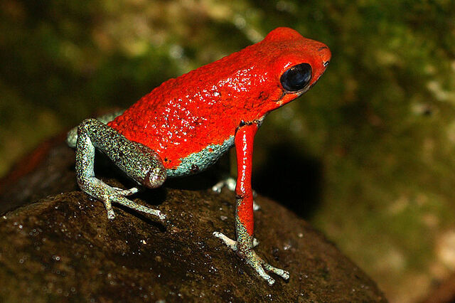 File:Granular poison frog.jpg