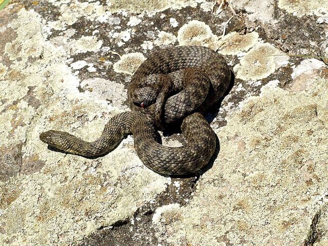 File:Natrix tessellata Rheinland-Pfalz 02.jpg
