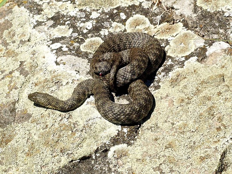 Colubridae Reptipedia FANDOM Powered By Wikia