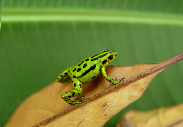File:R. viridis.png