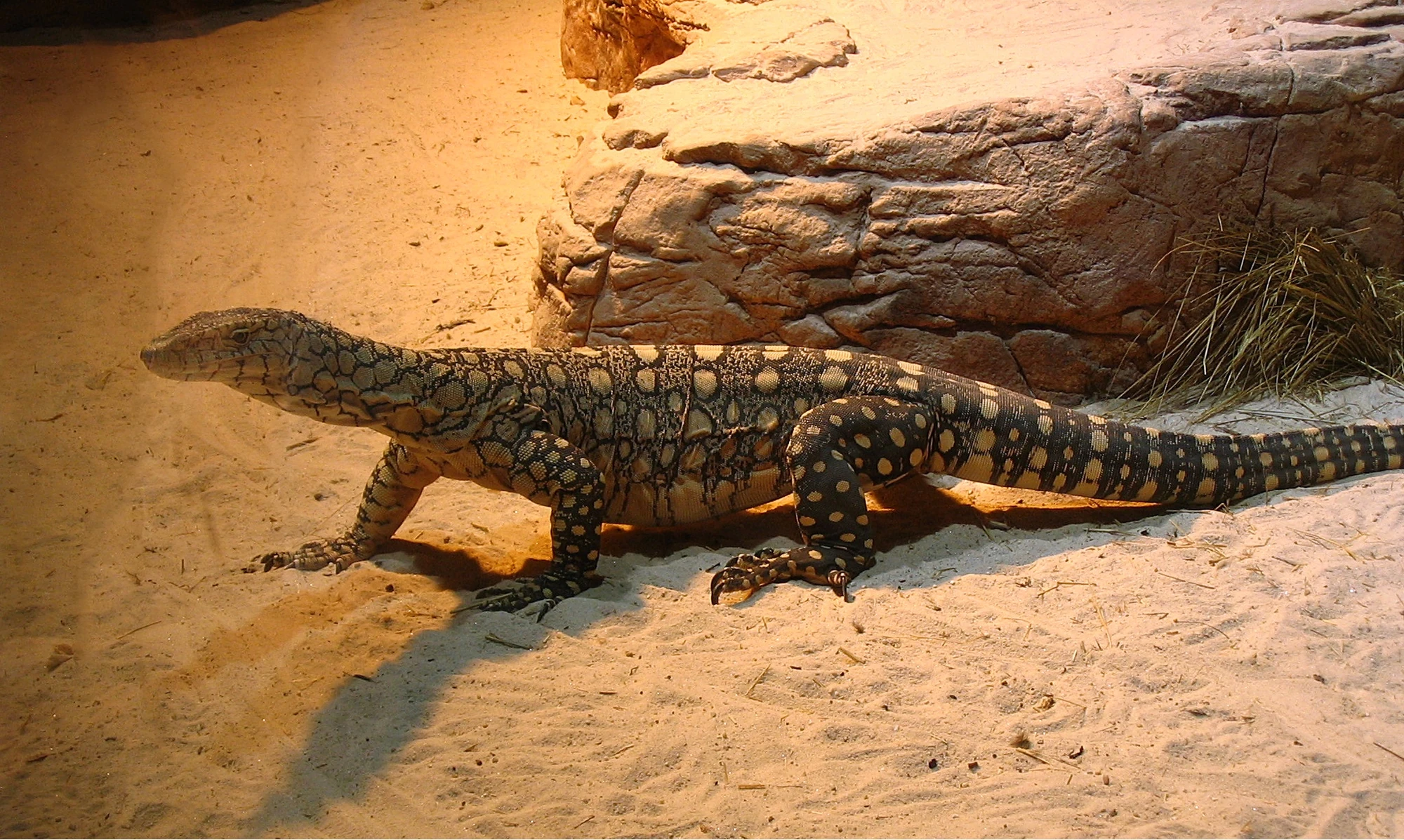 Squamata Reptipedia FANDOM powered by Wikia