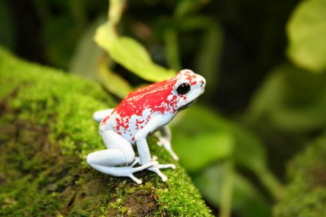 File:Canada flag frog.jpg