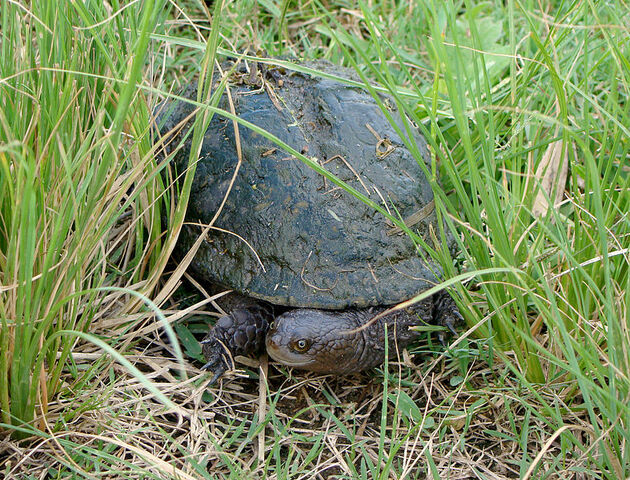 File:Acanthochelys spixii.jpg