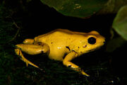 Phyllobates Terribilis 02