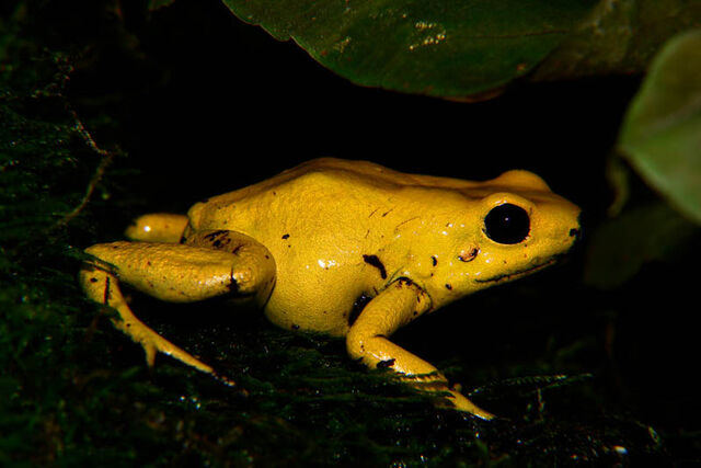 File:Phyllobates Terribilis 02.jpg