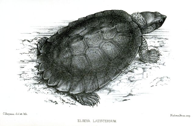File:ElseyaLatisternumBerjeau.jpg
