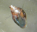 Thumbnail for version as of 01:08, October 16, 2011