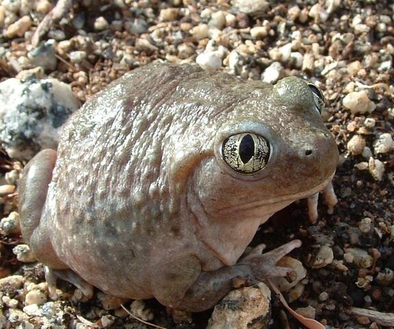File:Western spadefoot.jpg