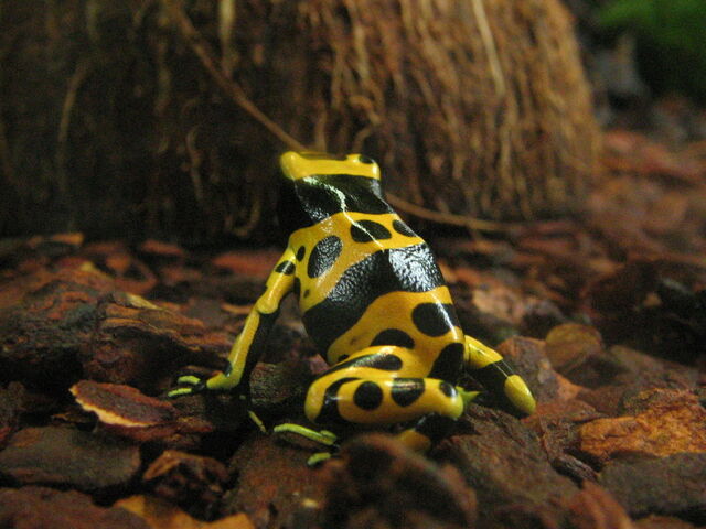 File:D. leucomelas.jpg