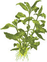 PLANTA-AMARILLA.jpg