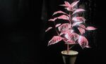 Pink Herb