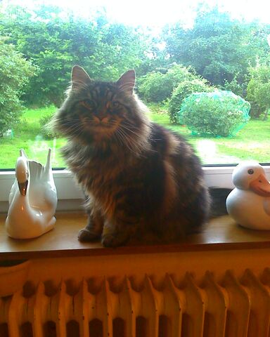 File:Neko.jpg