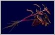Red Herb.jpg
