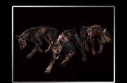 CLUB96 Cerberus