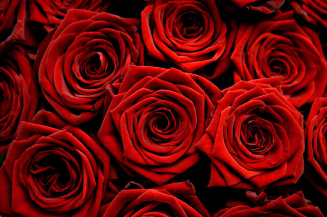 File:Red-roses-photo.jpg