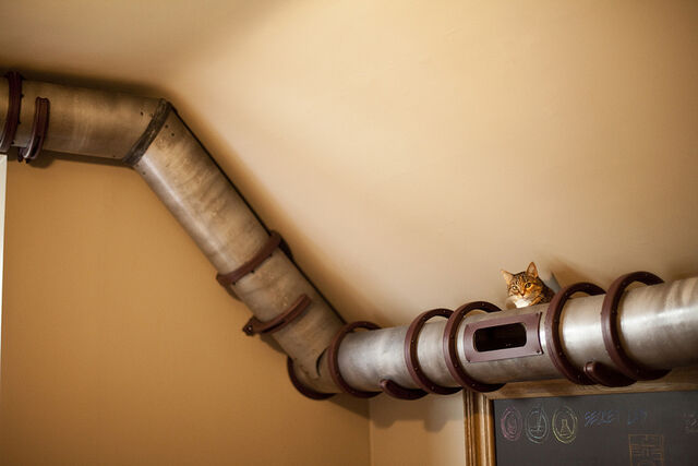 File:Cat-tube-transport 03-1-.jpg