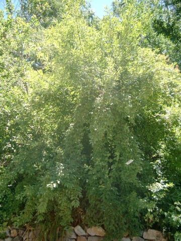 File:Spindle Bush.jpg