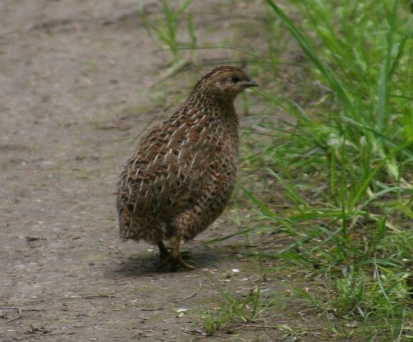 File:Quail.jpg