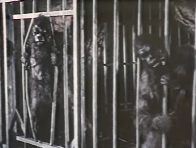 File:Kingofkongisland.png