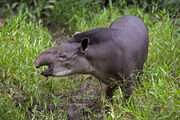 Tapir