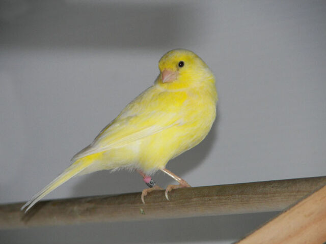 File:Canari.jpg