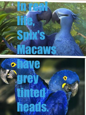 File:Spix Macaw's Head.jpg