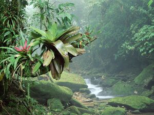 Atlantic Rainforest