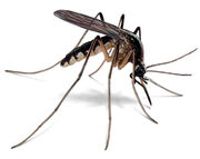 Mosquito-illustration 360x286