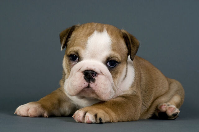 File:6797Bulldog puppy.jpg