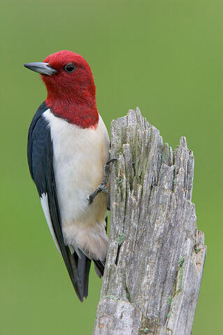 File:Pic à tête rouge.jpg
