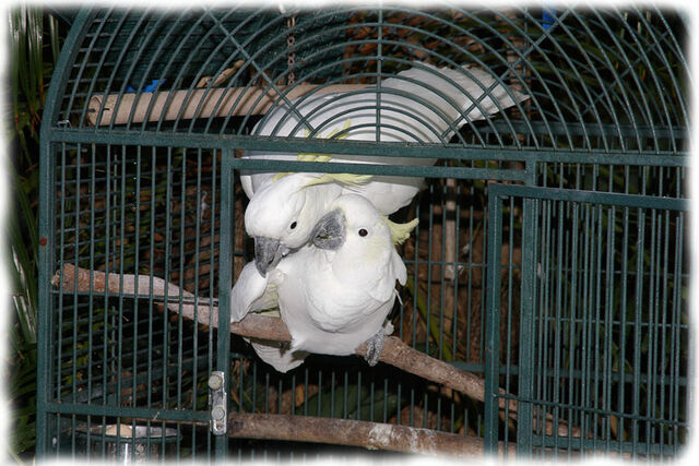 File:Cocky09.jpg