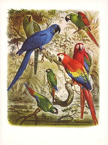 File:Macaw draw.jpg