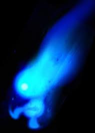 File:Wisp.jpg