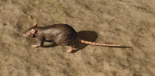 R2 Cr Rat
