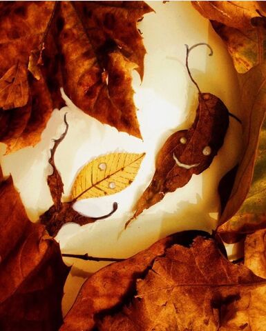 File:Leaves-JF.jpeg