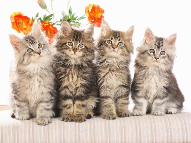 File:Wow cats.jpg