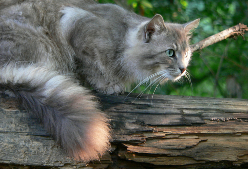 File:Cindersky.life.png