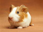 Guinea