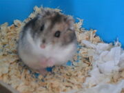 Pancake!