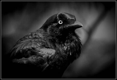 Cot crow