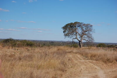 Plains