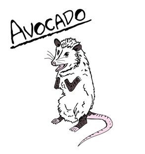 Avocado