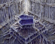 Egg's Coffin