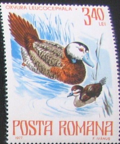 Fișier:Timbru Oxyura leucocephala.jpg