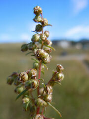 Tarragon