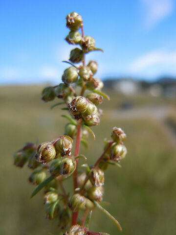 File:Tarragon.jpg