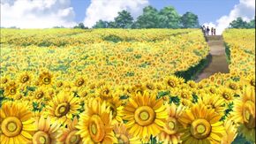 Campo girasoles.jpg